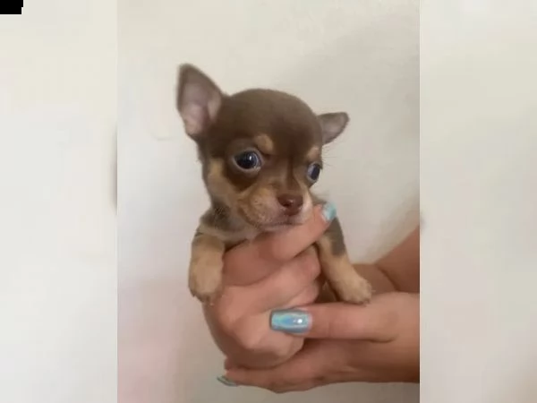 cuccioli di chihuahua di razza | Foto 5