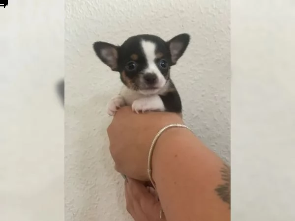 cuccioli di chihuahua di razza