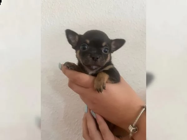 cuccioli di chihuahua di razza | Foto 4