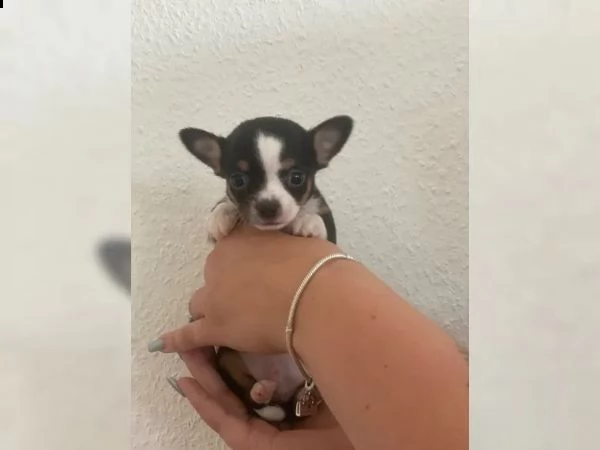 cuccioli di chihuahua di razza | Foto 3