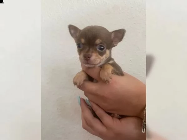 cuccioli di chihuahua di razza | Foto 2