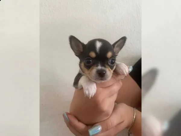cuccioli di chihuahua di razza | Foto 1