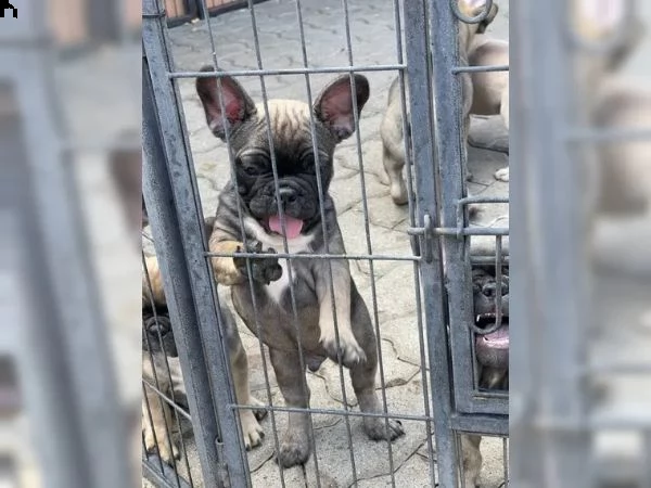 cuccioli di bulldog francese | Foto 6