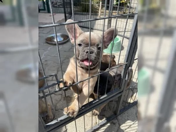 cuccioli di bulldog francese | Foto 5