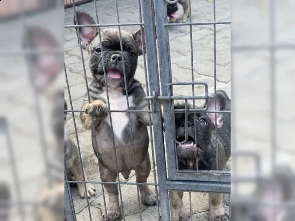 cuccioli di bulldog francese | Foto 4