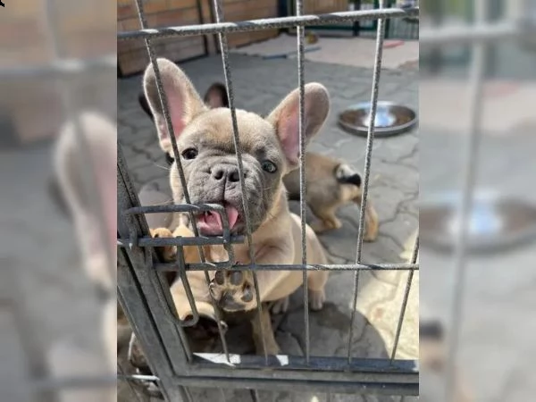 cuccioli di bulldog francese | Foto 2