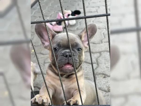 cuccioli di bulldog francese