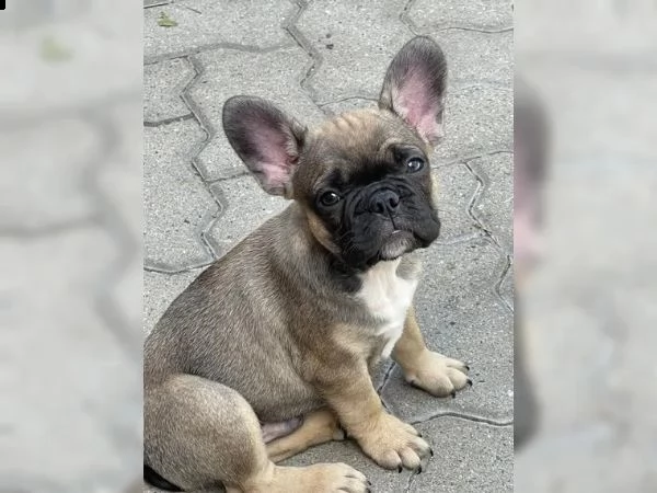 cuccioli di bulldog francese | Foto 1