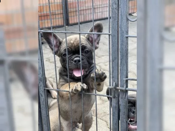 cuccioli di bulldog francese | Foto 0