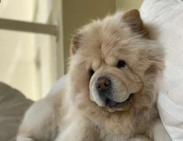 mostra mostra cucciolo di akita della linea di sangue campione standard