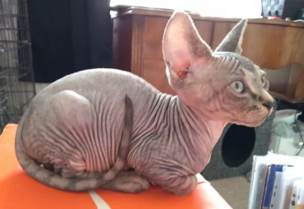 elfen-sphynx-kätzchen - verkauft | Foto 1