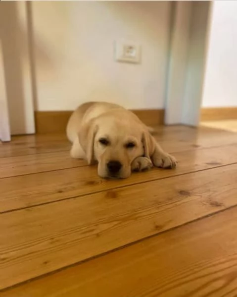 regalo cuccioli labrador bellissimi cuccioli di labrador di prima scelta in pronta consegna microcip | Foto 0