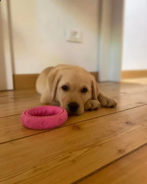 regalo cuccioli labrador bellissimi cuccioli di labrador di prima scelta in pronta consegna microcip