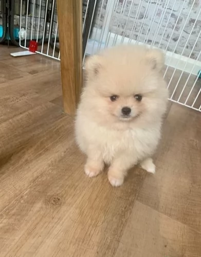 cuccioli di pomerania
