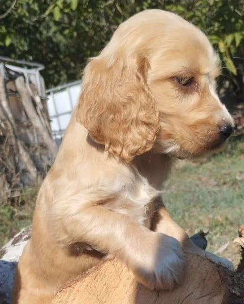 regalo cuccioli di golden retriver disponibili bellissimi cuccioli di golden taglia standard mantell | Foto 0