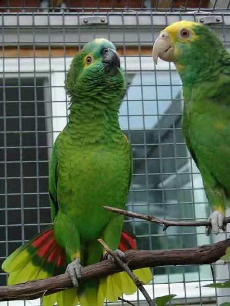 pappagalli parlanti maschi e femmine disponibili