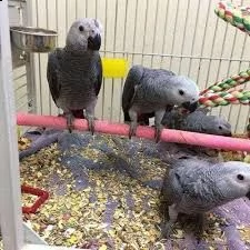pappagalli e uova di pappagalli incubate disponibili