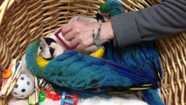 adotta un ara parlante