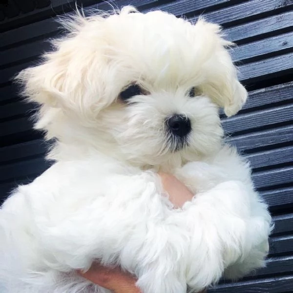 cuccioli maltesi 