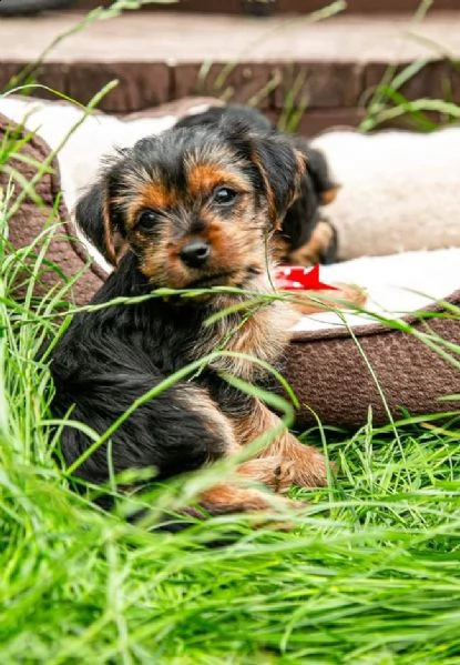 cuccioli di yorkie 