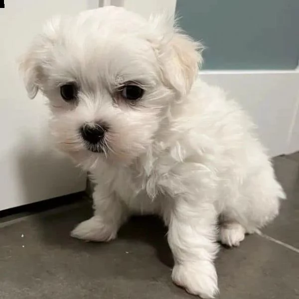 cuccioli maltesi maschio e femmina