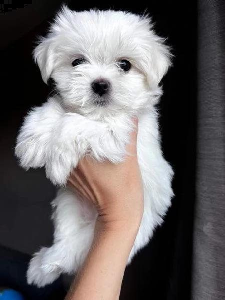 cuccioli di maltese toy!!!!