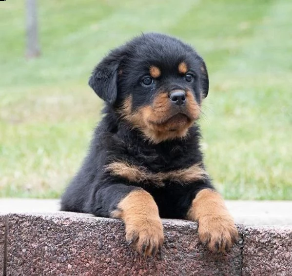 adotta un cucciolo di rottweiler whatsapp ( 0039 353 317 4023 ) | Foto 2