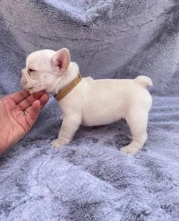 adotta un bulldog francese whatsapp (0039 353 317 4023 ) | Foto 1