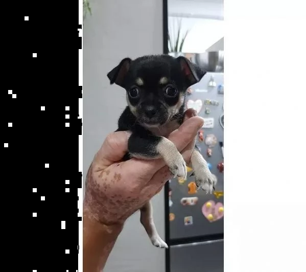 adotta un cucciolo di chihuahua whatsapp ( 0039 353 317 4023 ) | Foto 0