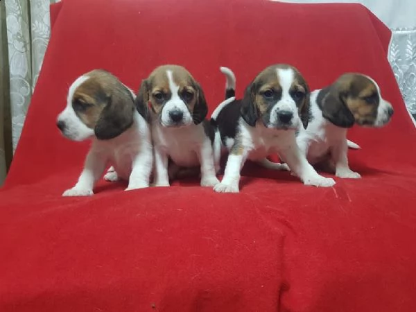 beagle in adozione whatsapp (0039 353 317 4023 )