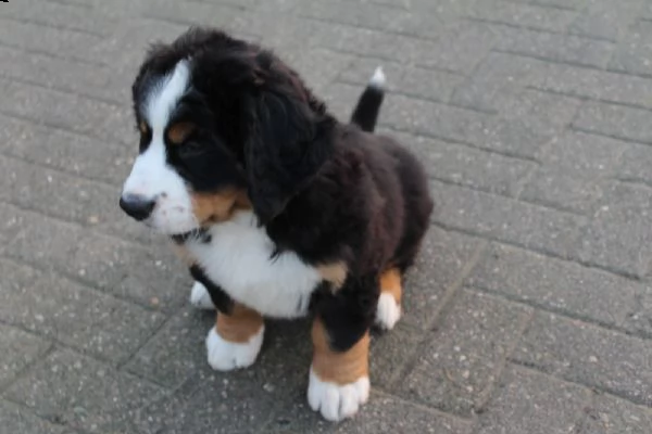 cuccioli di bovaro del bernese