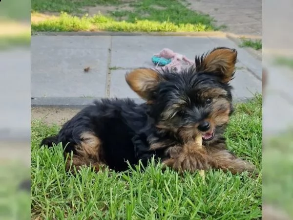 cuccioli di yorkie disponibili per te adesso