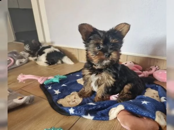 cuccioli di yorkie disponibili per te adesso | Foto 6