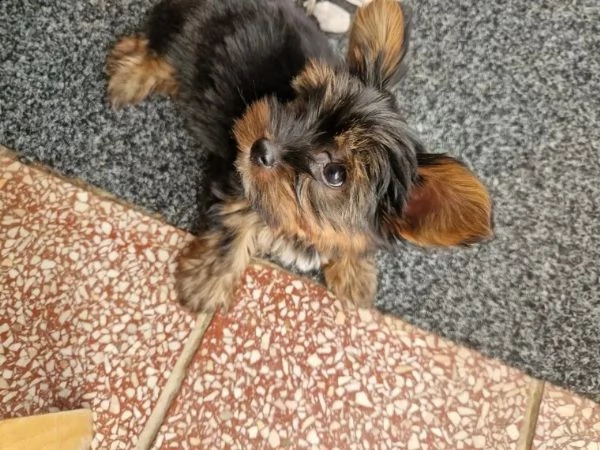 cuccioli di yorkie disponibili per te adesso | Foto 5
