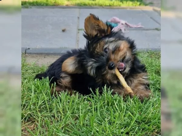 cuccioli di yorkie disponibili per te adesso | Foto 4