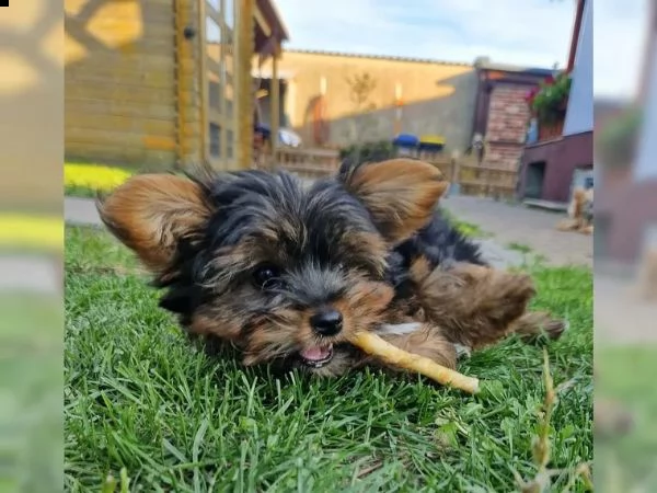 cuccioli di yorkie disponibili per te adesso | Foto 3
