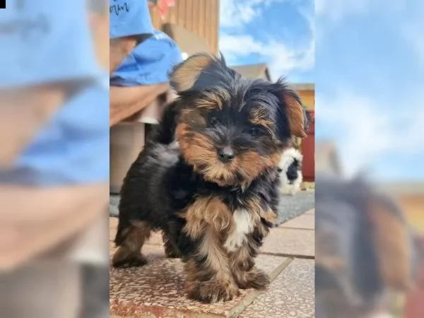 cuccioli di yorkie disponibili per te adesso | Foto 2