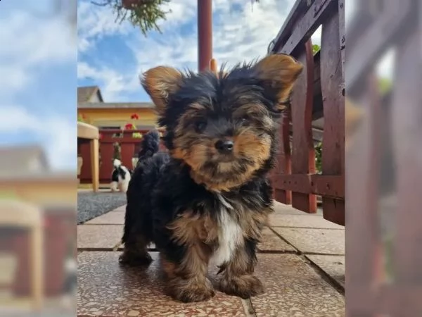 cuccioli di yorkie disponibili per te adesso | Foto 1
