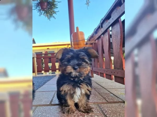 cuccioli di yorkie disponibili per te adesso | Foto 0