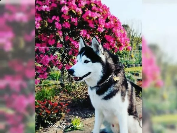 cuccioli di siberian husky pronti | Foto 6