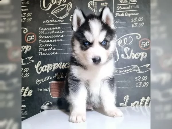 cuccioli di siberian husky pronti | Foto 5