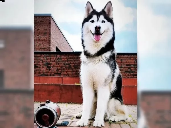 cuccioli di siberian husky pronti | Foto 4