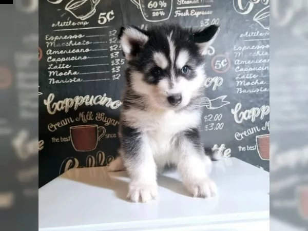 cuccioli di siberian husky pronti | Foto 3