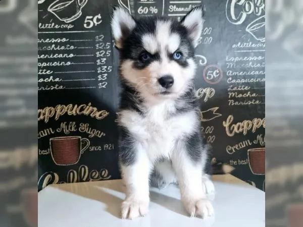 cuccioli di siberian husky pronti | Foto 2