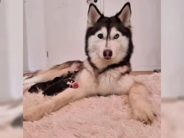 cuccioli di siberian husky pronti