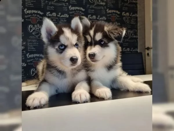 cuccioli di siberian husky pronti | Foto 1