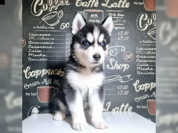 cuccioli di siberian husky pronti | Foto 0