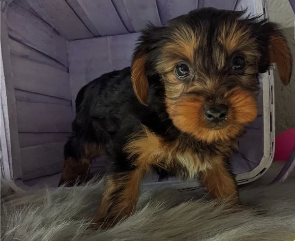 cuccioli di yorkshire terrier in adozione