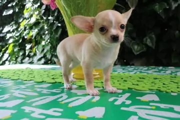 disponibili cuccioli di chihuahua