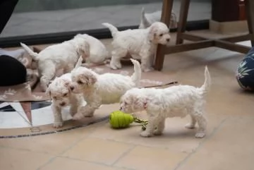 splendidi cuccioli di lagotto romagnolo